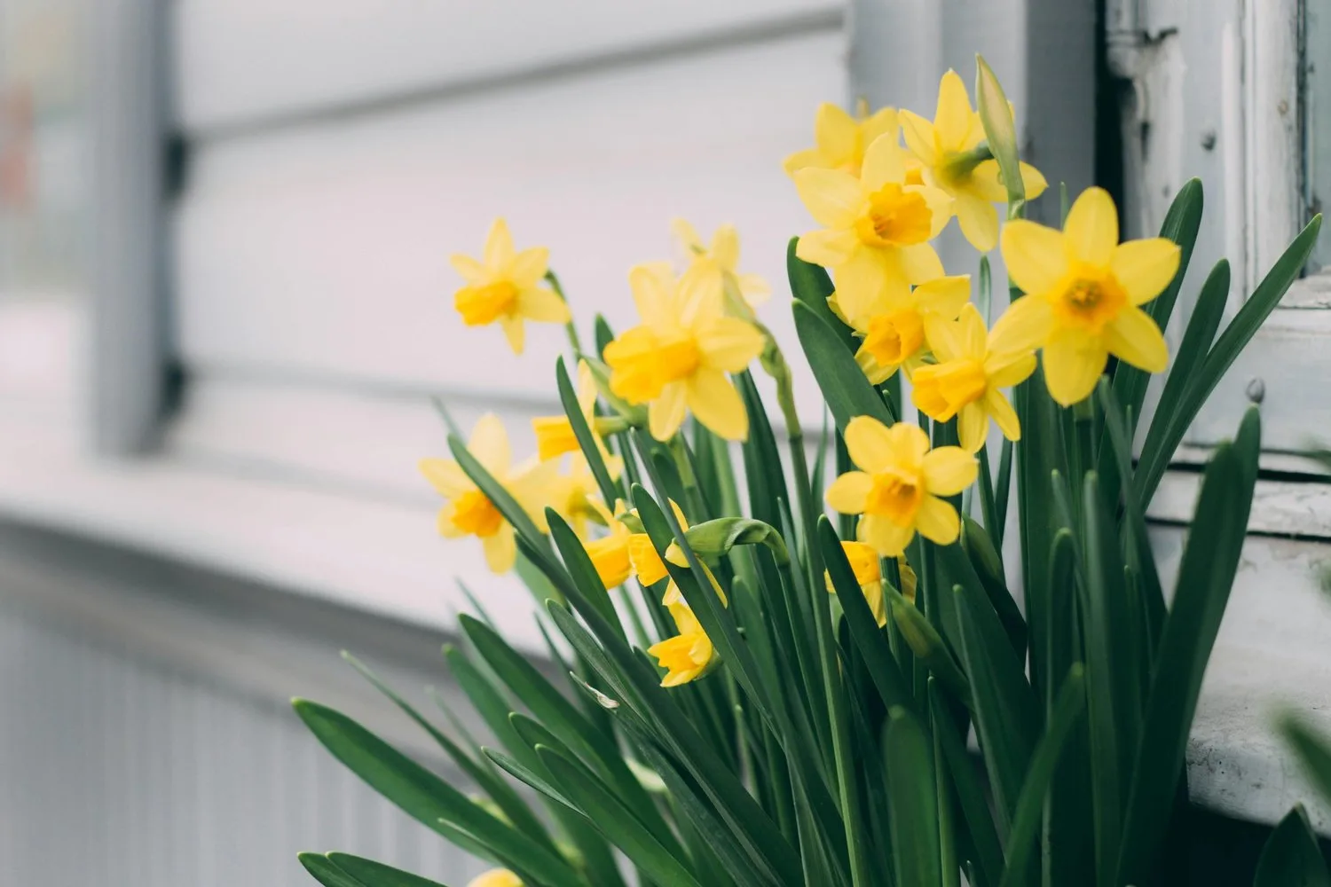 Yellow daffodils bloom in front of a window.