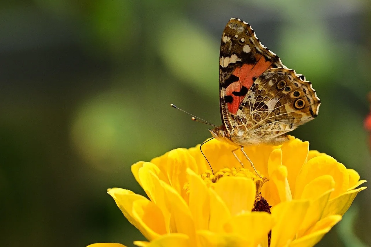 A painted lady butterfly rests on a yellow flower.